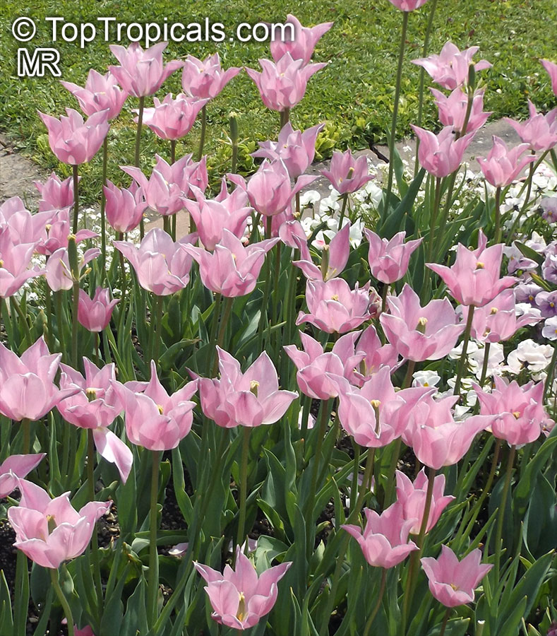 Tulipa sp., Tulip. Tulipa 'China Pink'