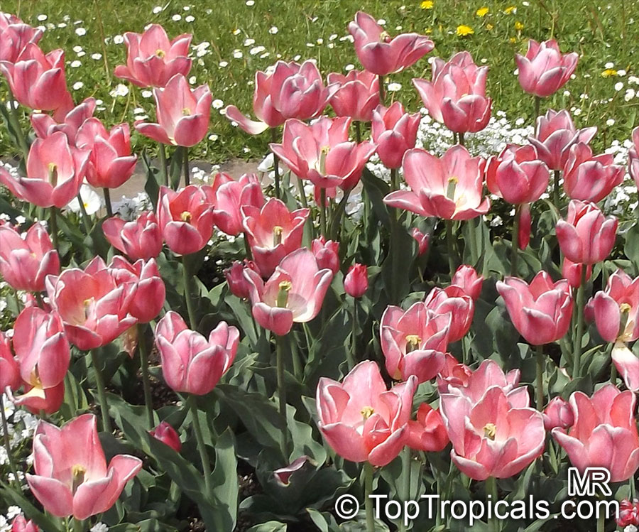 Tulipa sp., Tulip. Tulipa 'Christmas Dream'
