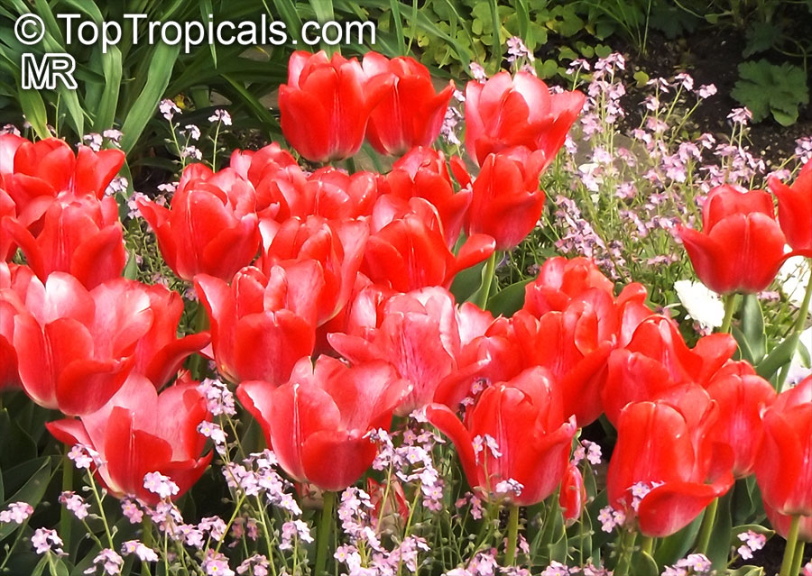 Tulipa sp., Tulip. Tulipa 'Denise'