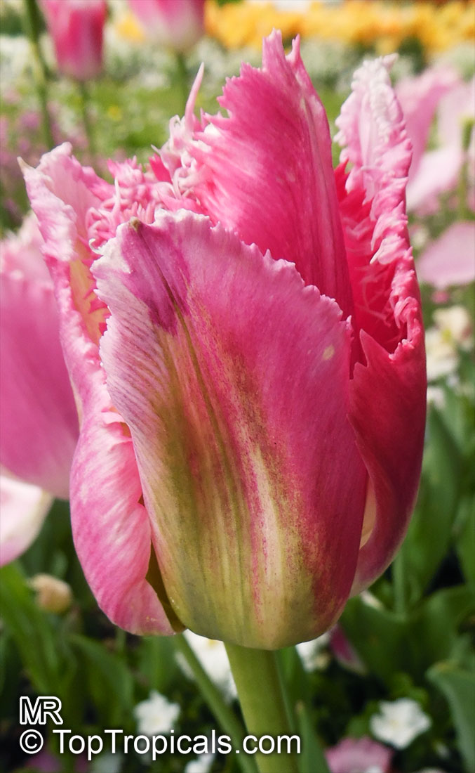 Tulipa sp., Tulip. Tulipa 'Fancy Frills'