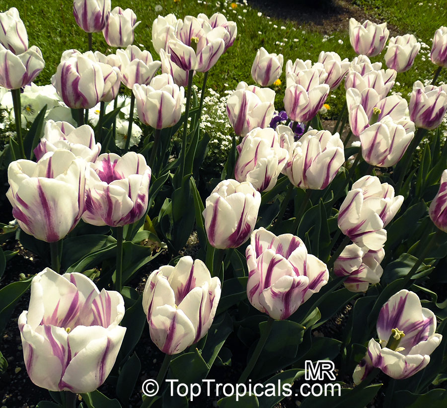 Tulipa sp., Tulip. Tulipa 'Flaming Flag'