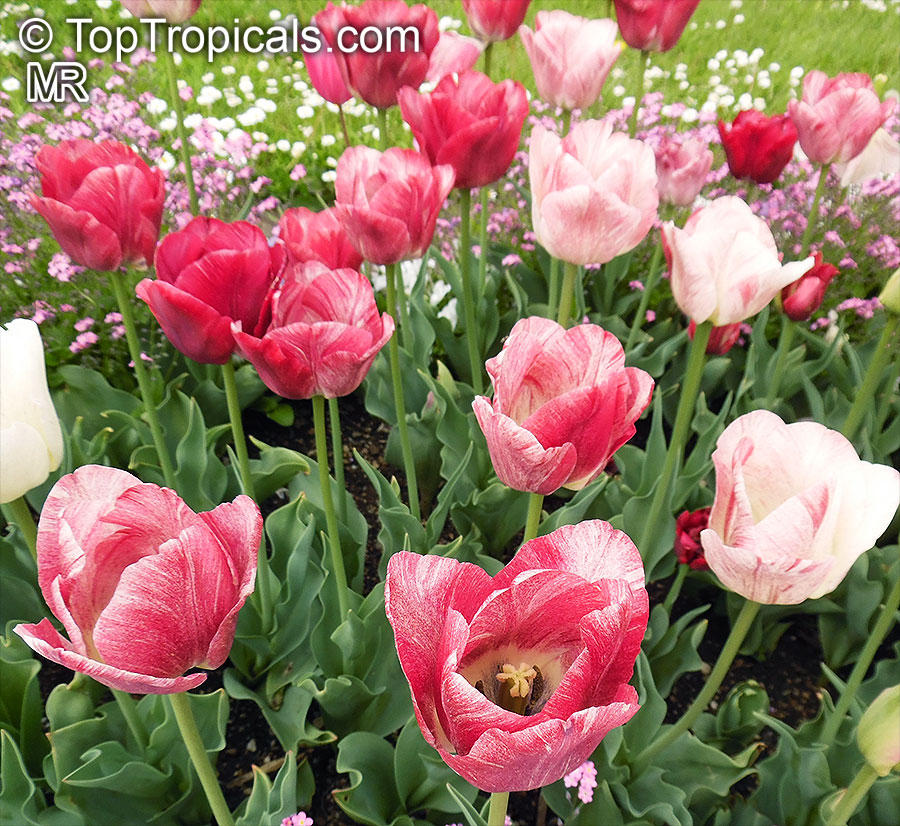 Tulipa sp., Tulip. Tulipa 'Hemisphere'