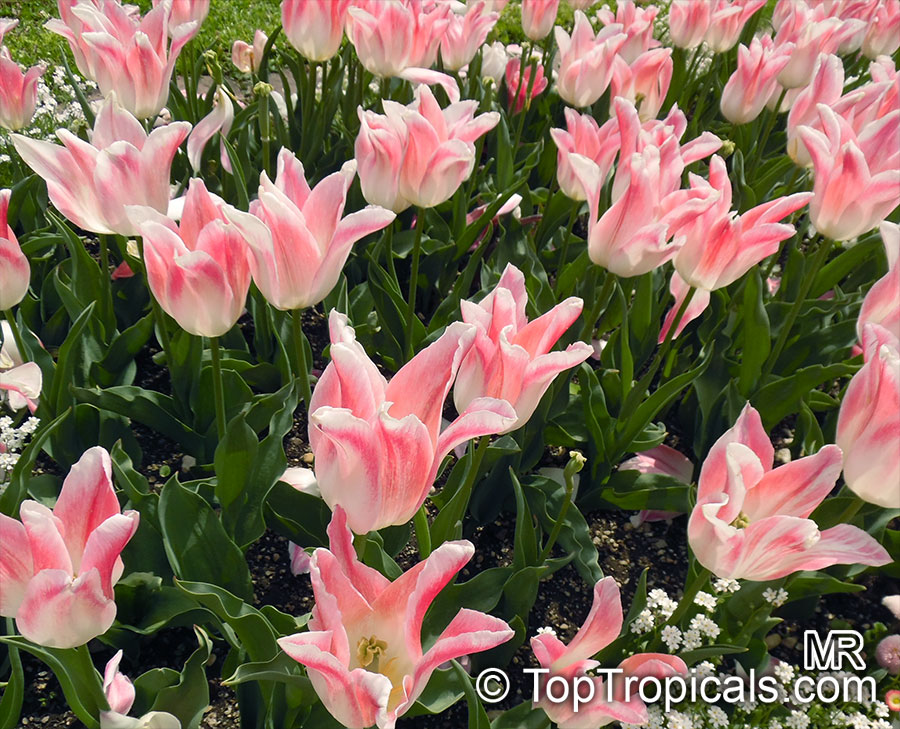 Tulipa sp., Tulip. Tulipa 'Holland Chic'
