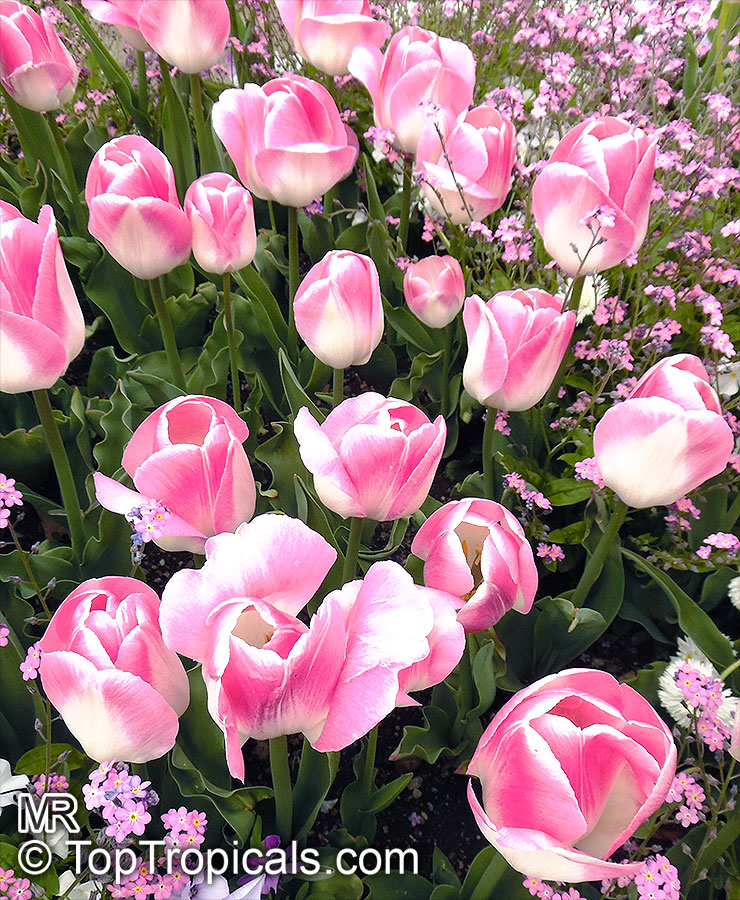 Tulipa sp., Tulip. Tulipa 'Innuendo'
