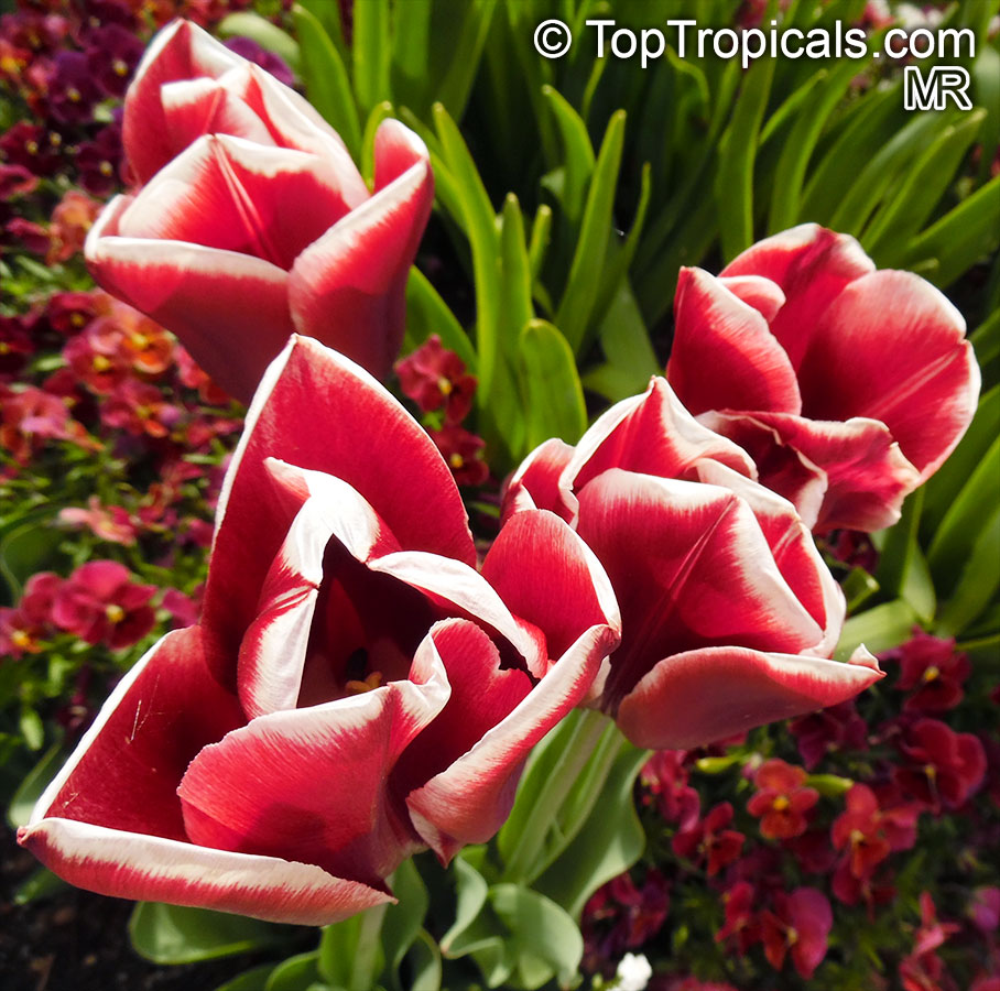 Tulipa sp., Tulip. Tulipa 'Leen Van Der Mark'