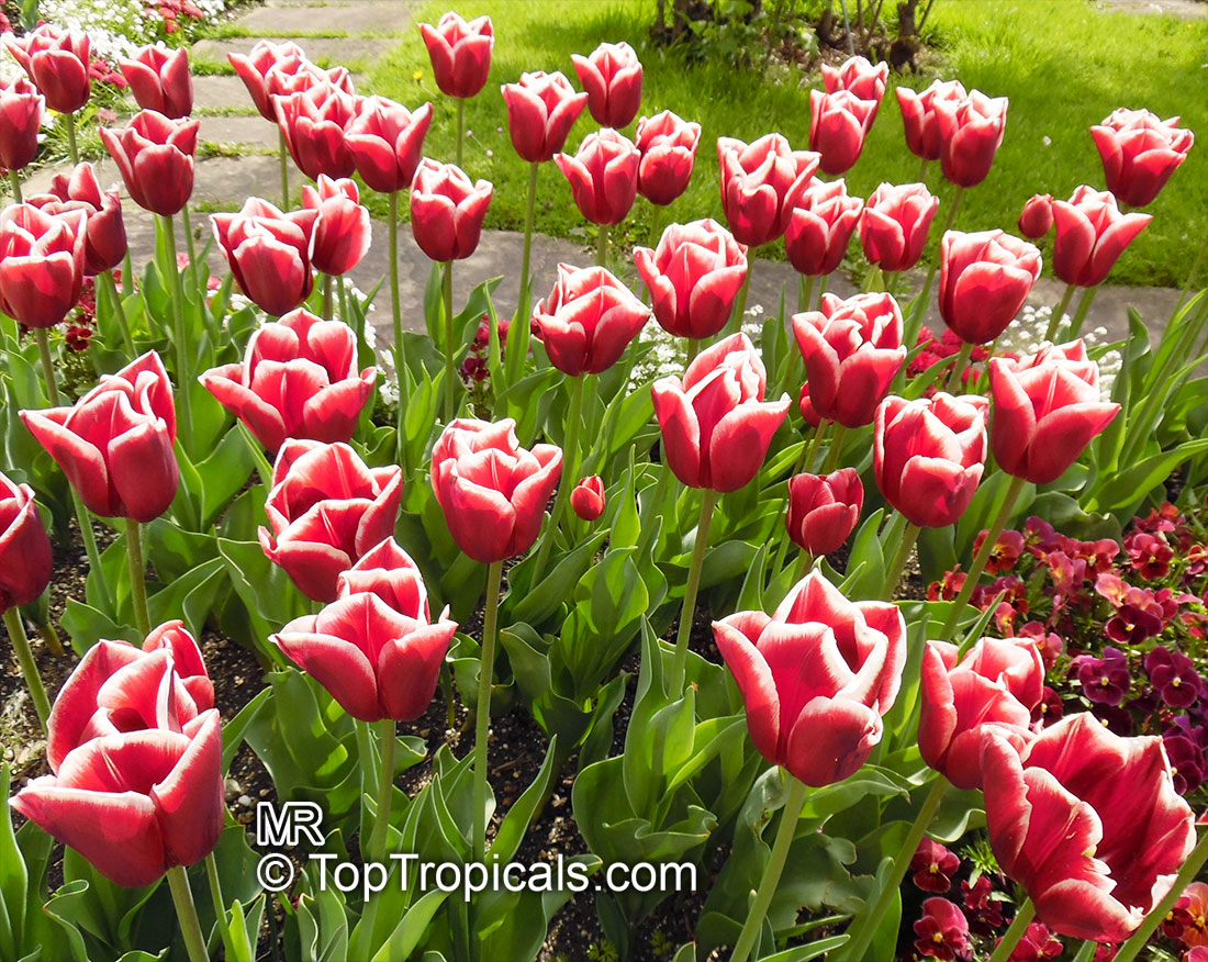 Tulipa sp., Tulip. Tulipa 'Leen Van Der Mark'