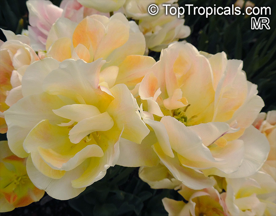 Tulipa sp., Tulip. Tulipa 'Orange Angelique'