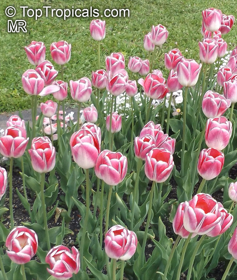 Tulipa sp., Tulip. Tulipa 'Rosario'