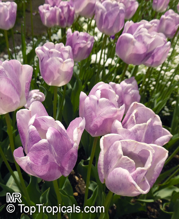 Tulipa sp., Tulip. Tulipa 'Shirley'