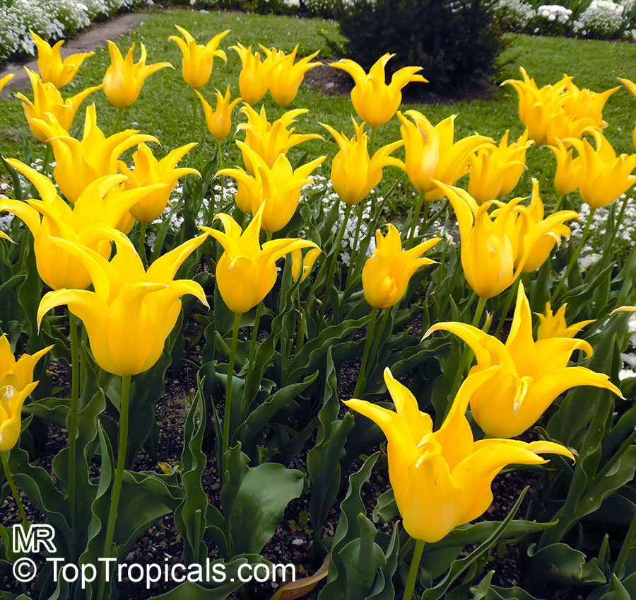 Tulipa sp., Tulip. Tulipa 'West Point'