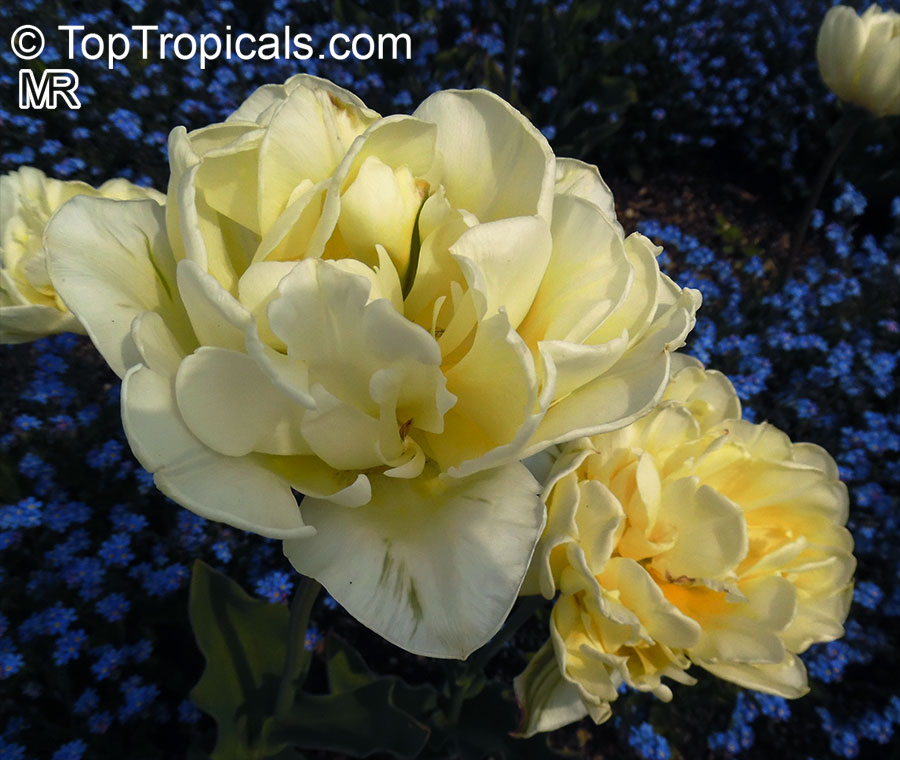 Tulipa sp., Tulip. Tulipa 'Yellow Mountain'