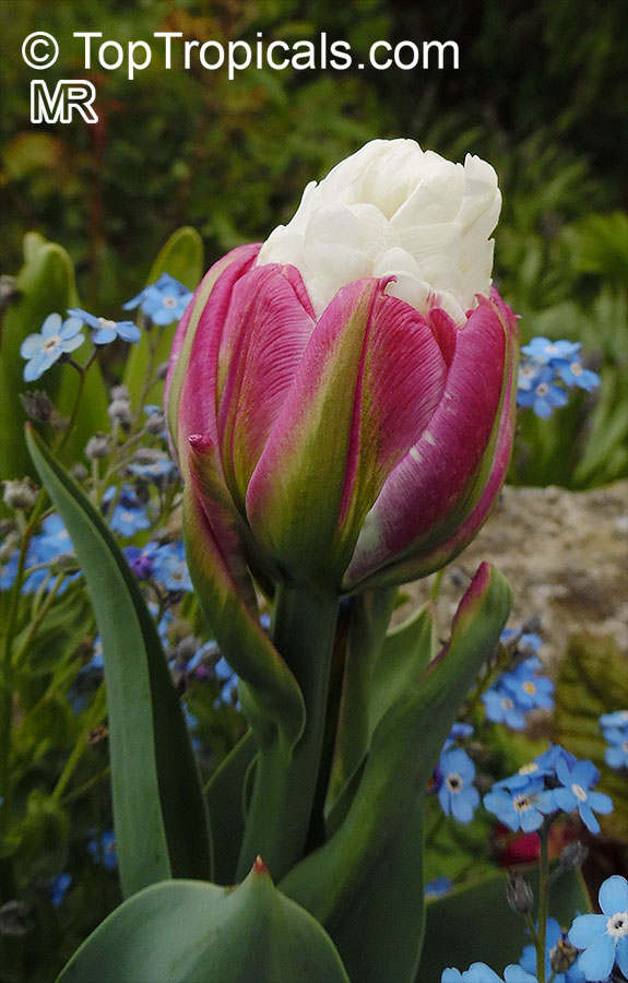 Tulipa sp., Tulip. Tulipa 'Ice cream'
