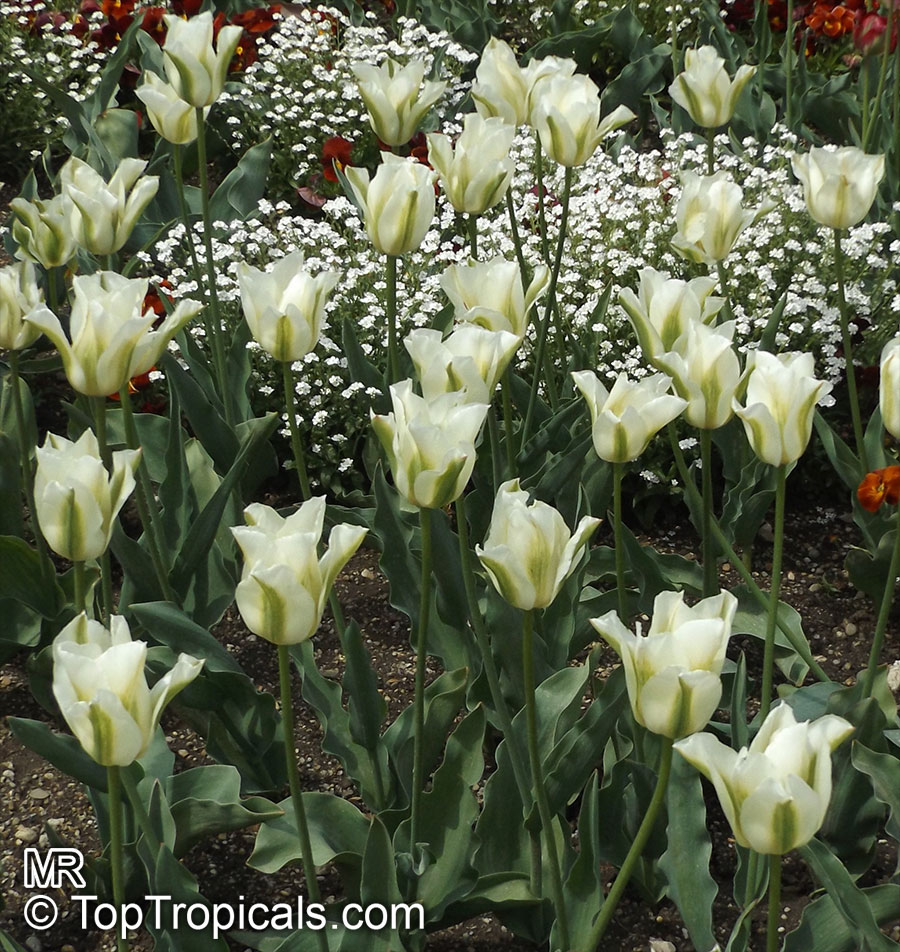 Tulipa sp., Tulip. Tulipa 'Spring Green' 