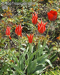 Tulipa sp., Tulip

Click to see full-size image