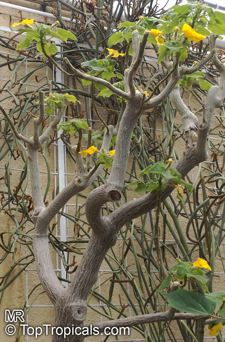 Uncarina grandidieri, Harpagophytum grandidieri, Mouse trap tree, Succulent Sesame
