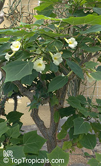 Harpagophytum leptocarpum, Uncarina leptocarpa, Uncarina