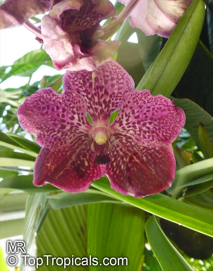 Vanda sp., Vanda Orchid. Vanda 'Lavoix'