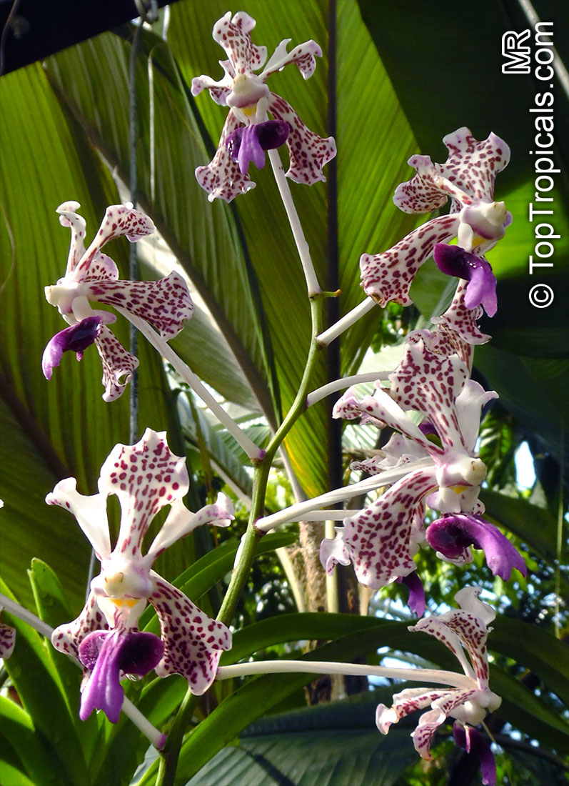 Vanda sp., Vanda Orchid. Vanda tricolor