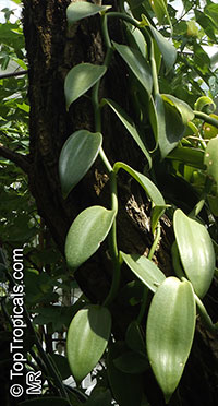 Vanilla pompona, West Indian Vanilla

Click to see full-size image