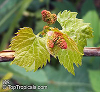 Vitis sp., Grapevines

Click to see full-size image