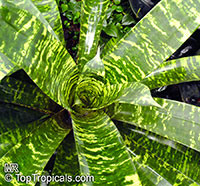 Vriesea sp., Bromeliad

Click to see full-size image
