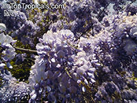 Wisteria sp., Chinese Wisteria, Japanese Wisteria, American Wisteria

Click to see full-size image