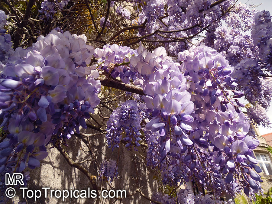 Wisteria frutescens (Amethyst Falls)