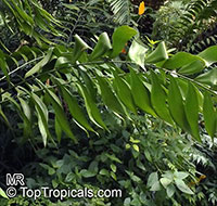Zamia sp., Coontie Palm

Click to see full-size image