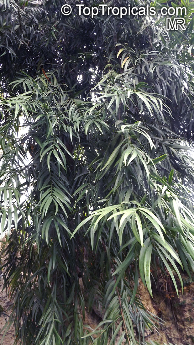 Afrocarpus mannii, Podocarpus mannii, Afrocarpus