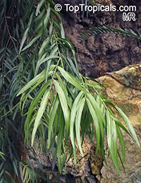 Afrocarpus mannii, Podocarpus mannii, Afrocarpus

Click to see full-size image