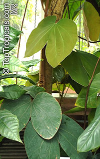 Bauhinia sp., Bauhinia

Click to see full-size image