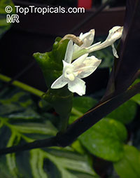 Calathea sp., Calathea

Click to see full-size image