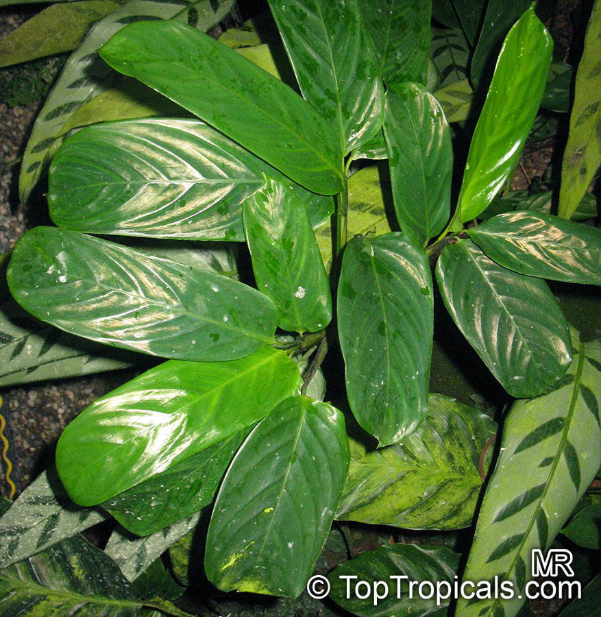 Ctenanthe sp., Bamburanta, Never-Never Plant - TopTropicals.com