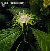 Dorstenia barteri, Dorstenia

Click to see full-size image