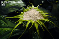 Dorstenia barteri, Dorstenia

Click to see full-size image