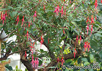 Fuchsia magellanica, Hardy Fuchsia

Click to see full-size image