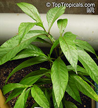 Justicia moritziana, Amphiscopia lancifolia var. minor , Justicia

Click to see full-size image