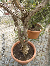 Melaleuca elliptica, Granite Bottlebrush, Granite Honey Myrtle

Click to see full-size image