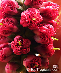 Melaleuca elliptica, Granite Bottlebrush, Granite Honey Myrtle

Click to see full-size image