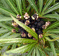 Osmoxylon lineare, Boerlagiodendron lineare, Miagos bush

Click to see full-size image