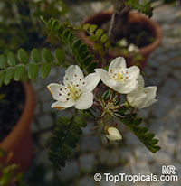 Osteomeles schweriniae, Chinese Emperor Plum

Click to see full-size image