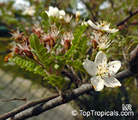 Osteomeles schweriniae, Chinese Emperor Plum

Click to see full-size image