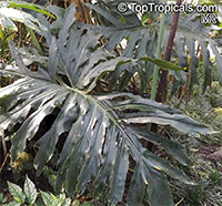 Philodendron bipinnatifidum, Philodendron selloum, Cut-leaf Philodendron, Tree Philodendron, Selloum, Self-header, Split leaf Philodendron

Click to see full-size image
