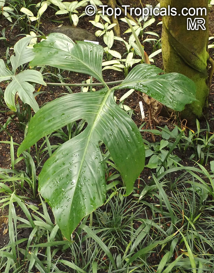 Philodendron sp., Guacamayo, Papaya de Monte