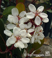 Rhaphiolepis umbellata, Rhaphiolepis indica var. umbellata, Yeddo Hawthorn

Click to see full-size image