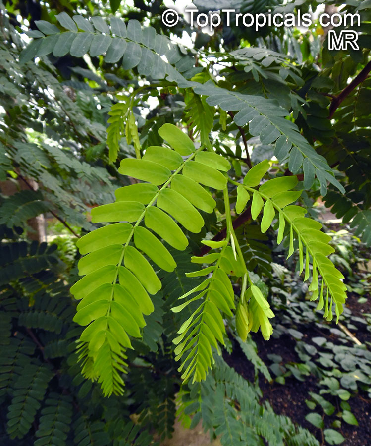 Tamarindus indica, Tamarind, Sampalok