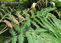 Woodwardia orientalis, Oriental Chain Fern

Click to see full-size image