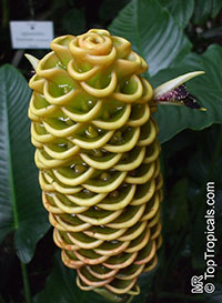 Zingiber spectabile, Beehive Ginger, Microfono

Click to see full-size image