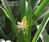 Aechmea sp., Bromeliad

Click to see full-size image
