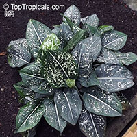 Aglaonema costatum, Spotted Evergreen

Click to see full-size image